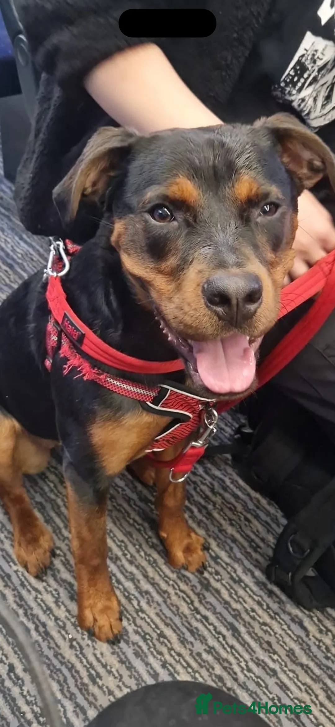 Mixed Breed dogs for sale: Rottweiler X dachshund mix - Advert 1