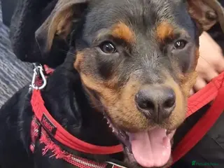 Mixed Breed dogs Rottweiler X dachshund mix - Advert 2