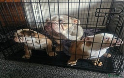 Olde English Bulldogge dogs for sale: English bulldog - Image 15