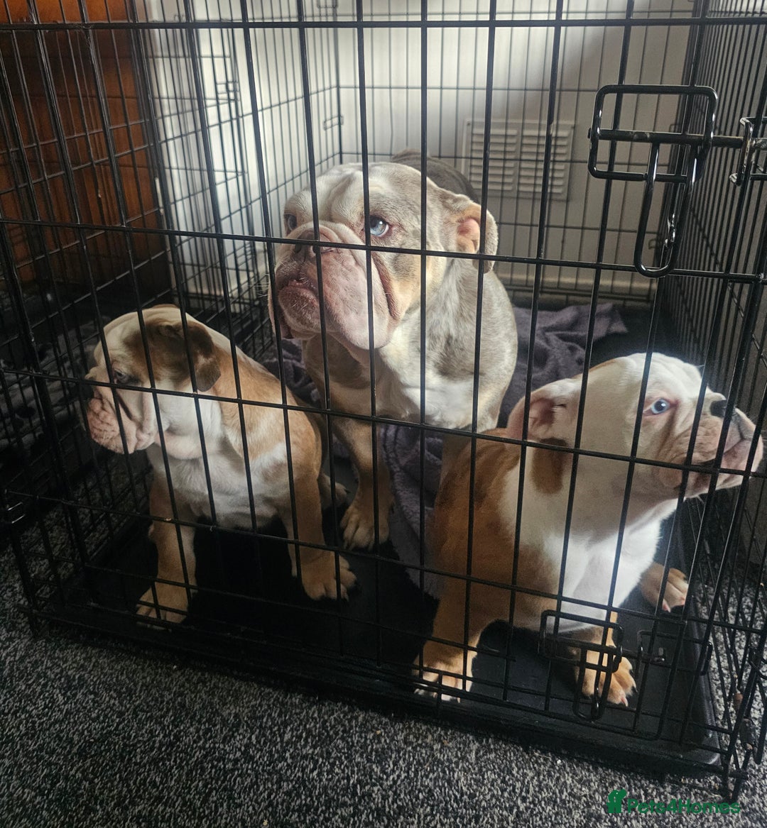 Olde English Bulldogge dogs for sale: English bulldog - Image 15