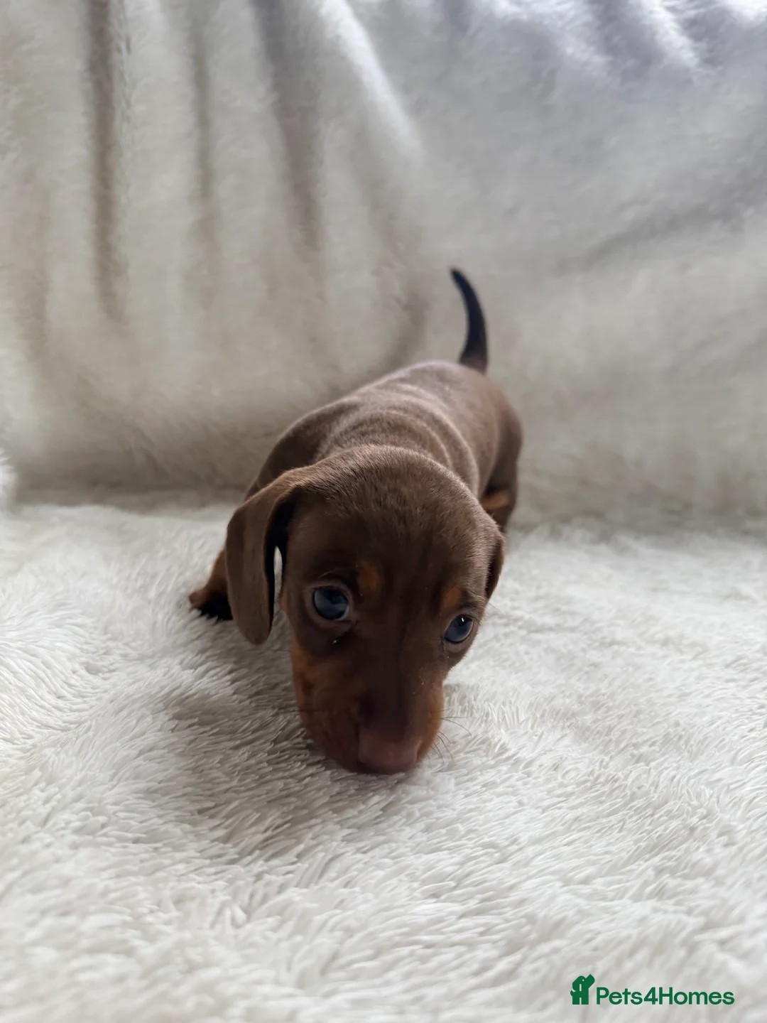 Miniature Dachshund dogs for sale: Mini daxi pups 🐶  ready from March 2026! in Maldon - Advert 5