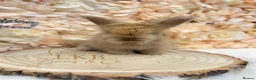 Angora rabbits for sale: 🌟 PEDIGREE ANGORA BABIES 🌟 - Advert 8