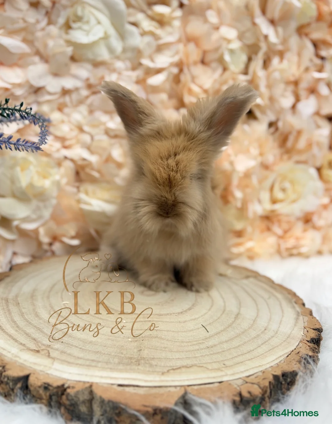 Angora rabbits for sale: 🌟 PEDIGREE ANGORA BABIES 🌟 - Advert 8