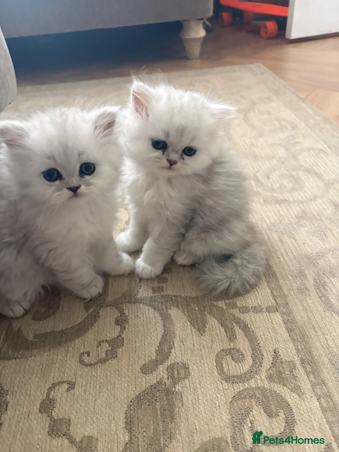 Persian cats for sale: Persian kittens *1 BOY AVAILABLE* - Advert 1