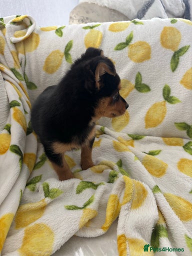 Gallery Image {{count}}