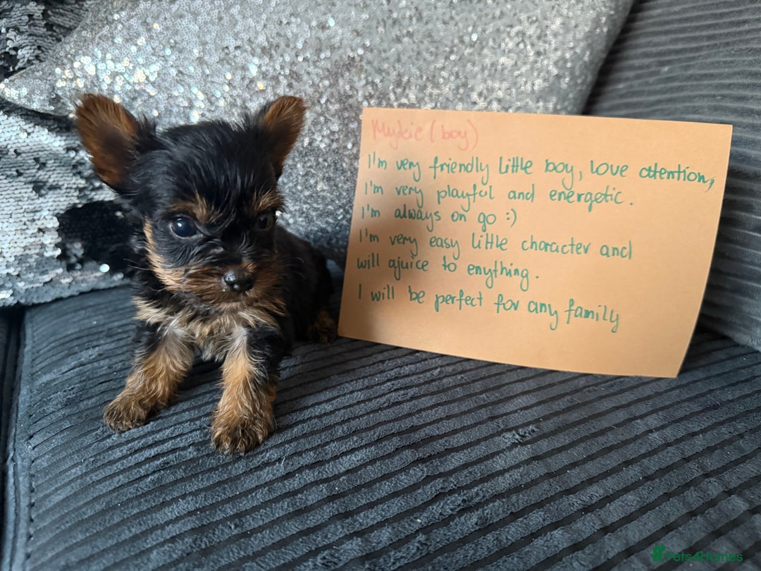 Yorkshire Terrier dogs for sale: Miniature Yorkshire terrier puppies  - Image 8