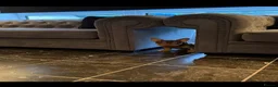 French Bulldog dogs for sale: French bulldog puppy  - Advert 3