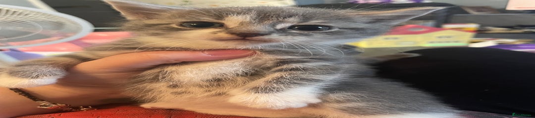 Bluey