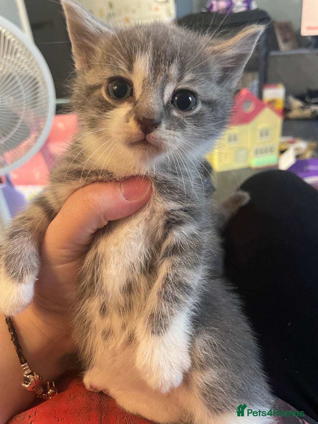 Mixed Breed cats for sale: 1 male still available  in Witney - Image 12