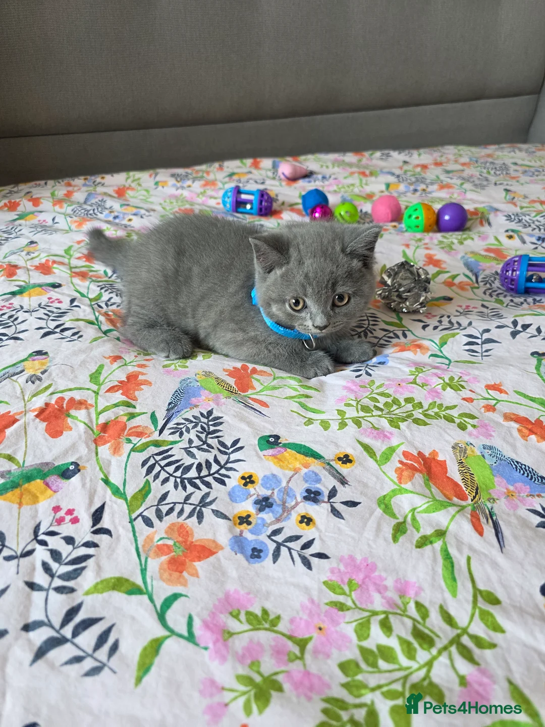 British Shorthair cats for sale: Ready to go British Shorthair kittens  - Advert 27