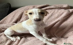 Whippet dogs for sale: Kc reg whippets  - Image 2