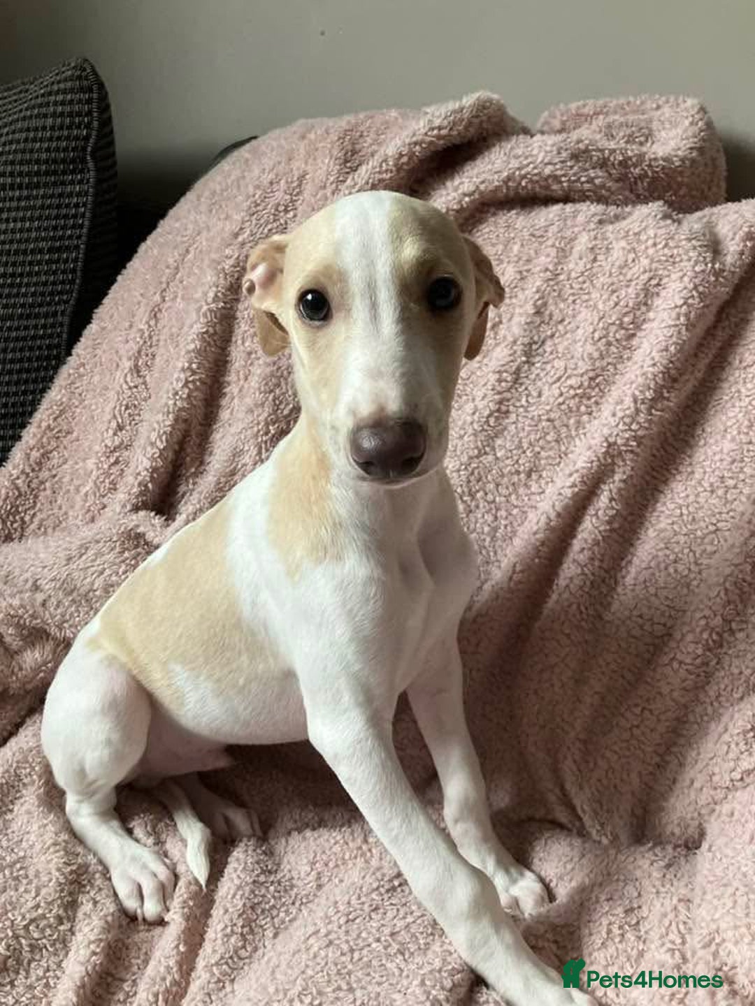 Whippet dogs for sale: Kc reg whippets  - Image 2