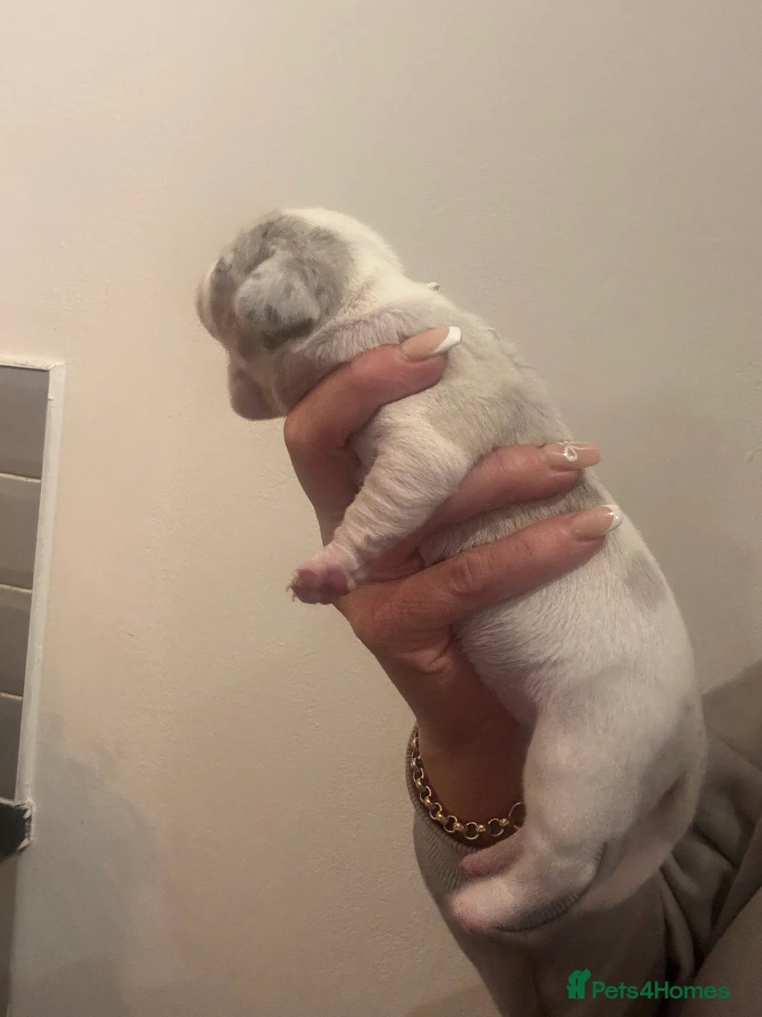 Dachshund dogs for sale: Miniature dashaund - Advert 25