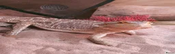 Bearded Dragon reptiles for sale: Bearded dragon  in Southampton - Advert 2