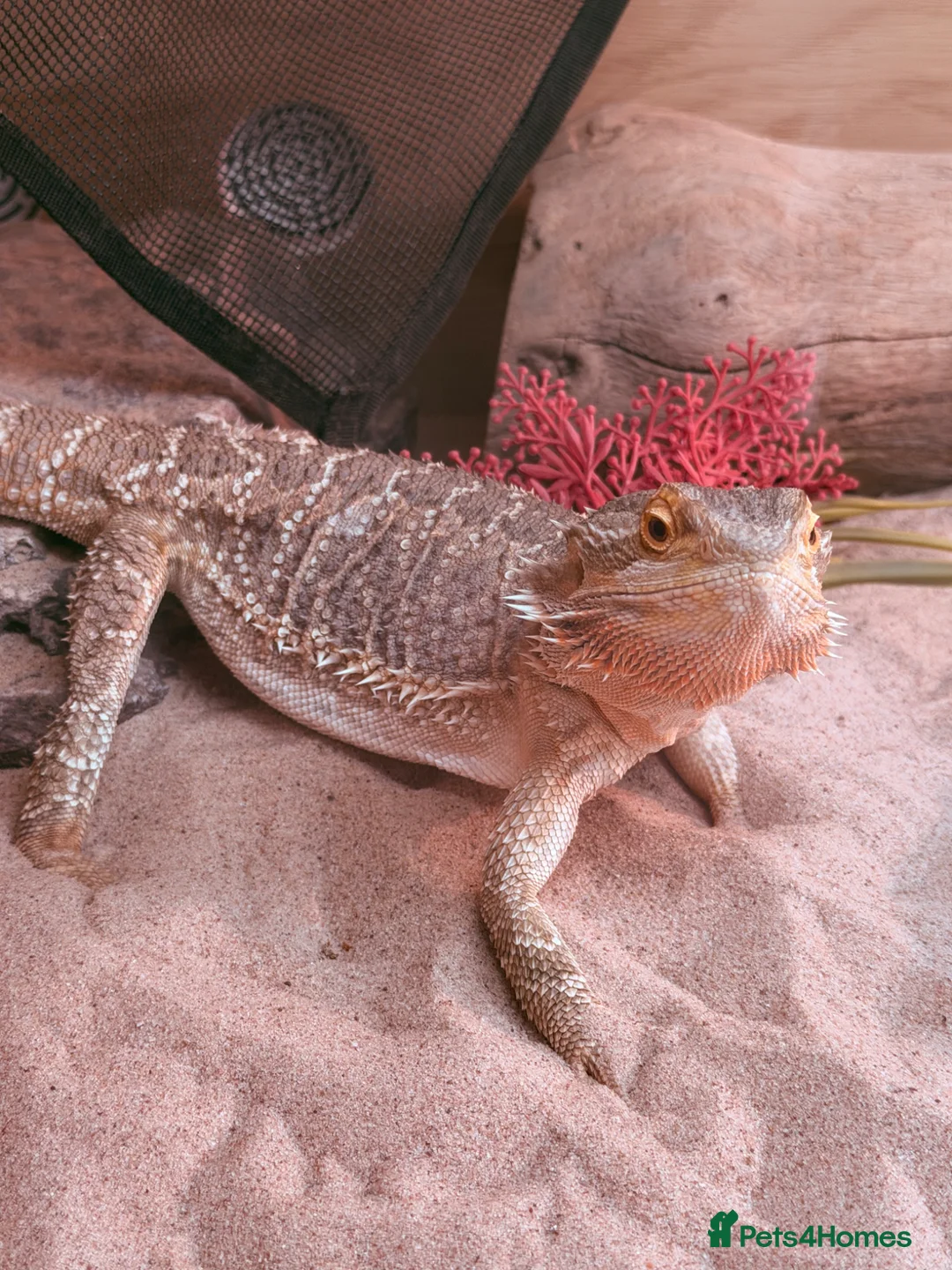 Bearded Dragon reptiles for sale: Bearded dragon  in Southampton - Advert 2