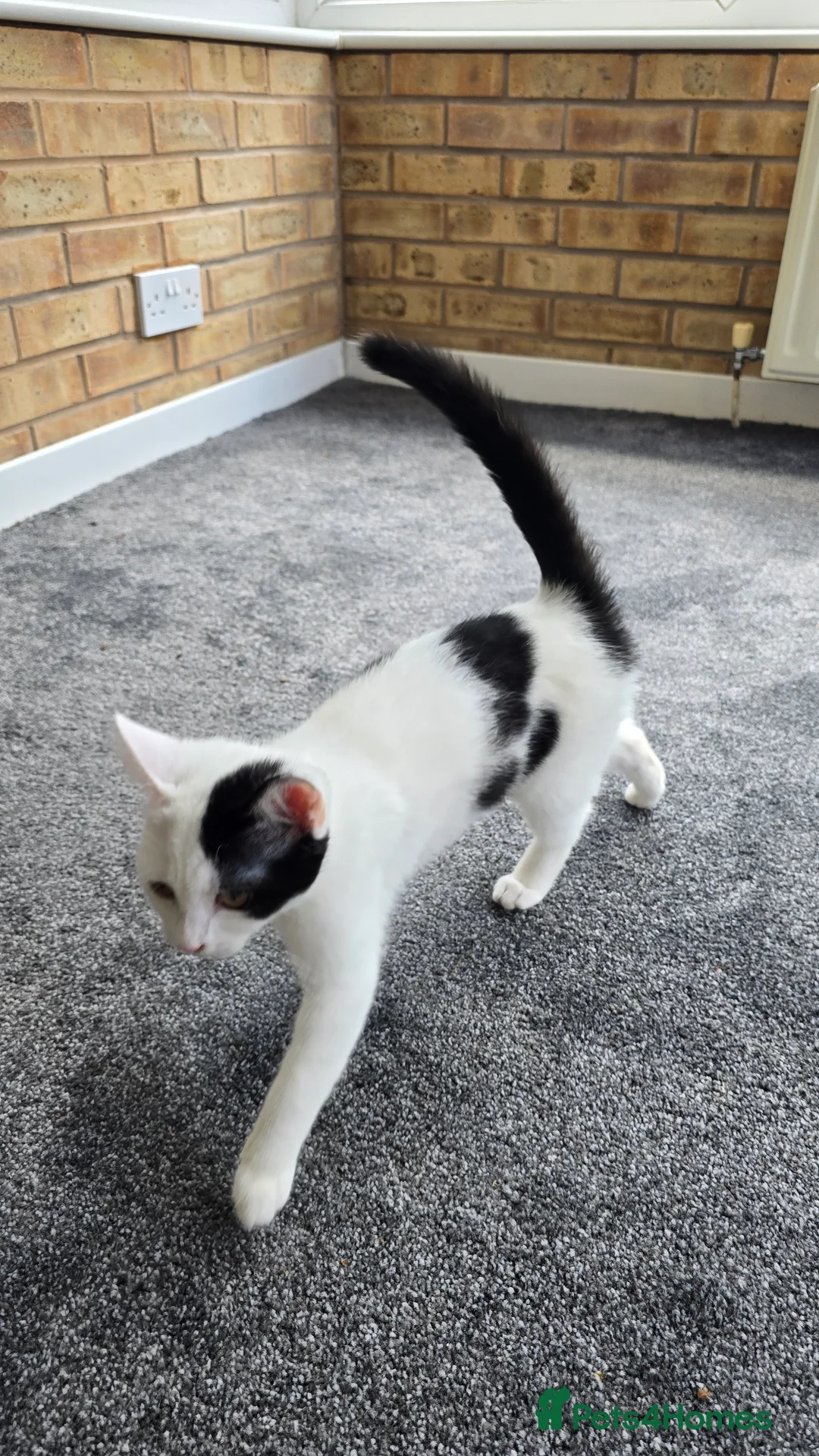 Mixed Breed cats for sale: Two kittens, 6 months, ready for a home. - Advert 11