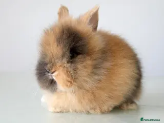 Lionhead rabbits RTL 17/07 Quality Double-maned Lionhead Rabbits - Advert 1