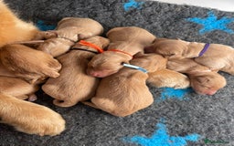 Golden Retriever dogs for sale: KC golden retriever puppies - Image 4