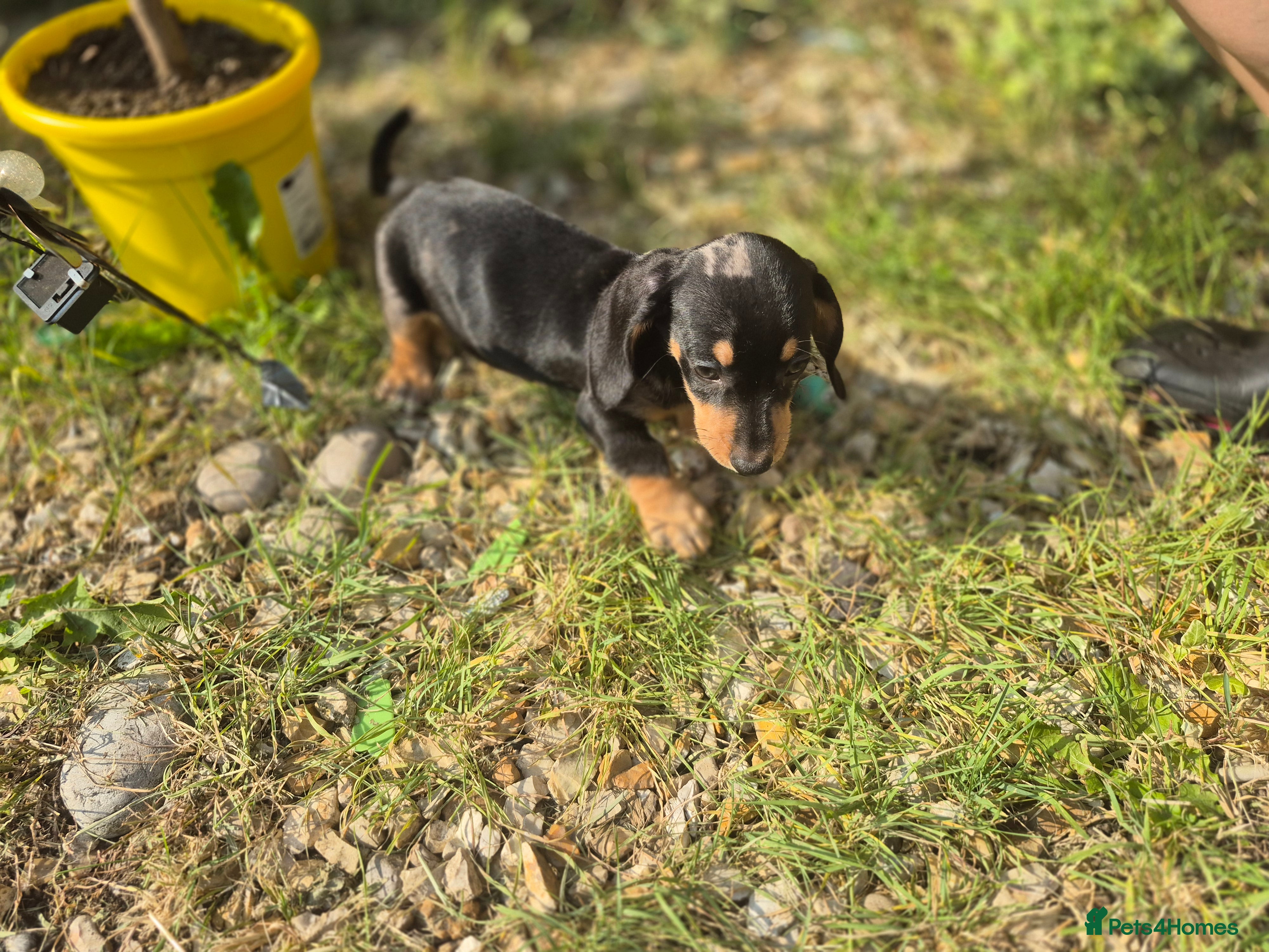 Dachshund dogs Outstanding Quality dauchaund Puppies-Loving Famiy - Advert 1