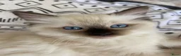 Ragdoll cats for sale: TICA REGISTERED PUREBRED RAGDOLL KITTENS AVAILABLE - Advert 33