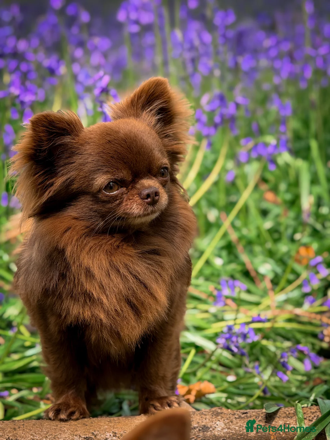 Chihuahua dogs for stud: ❤️ KC REG EXTENSIVELY HEALTH TESTED STUD ❤️ in London - Advert 4