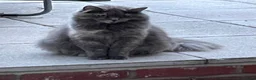 Maine Coon cats for sale: Four gorgeous Maine Coons left! - Advert 8