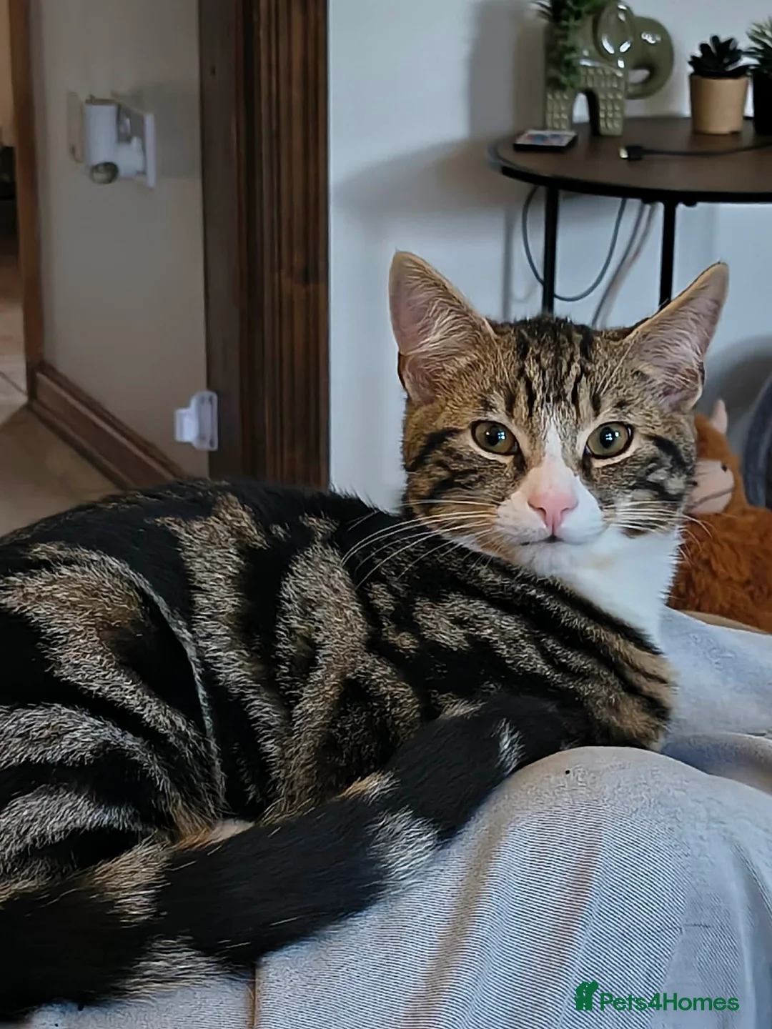 Mixed Breed cats for sale: Minnie and Stanley  in Poulton-le-Fylde - Advert 12