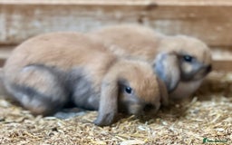 Mini Lop rabbits for sale: Baby mini lop bunnies  - Image 2