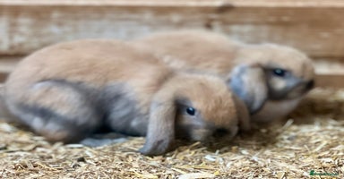 Mini Lop rabbits - Advert 7