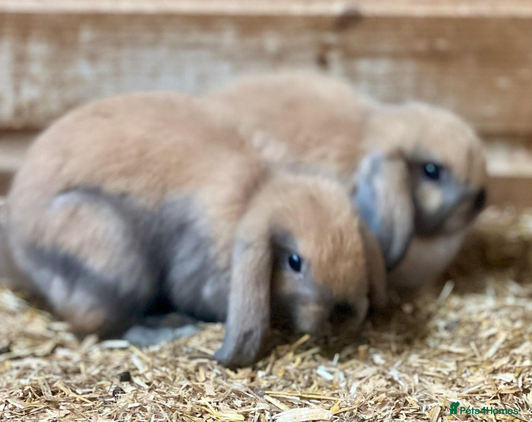 Mini Lop rabbits for sale: Baby mini lop bunnies  - Image 2