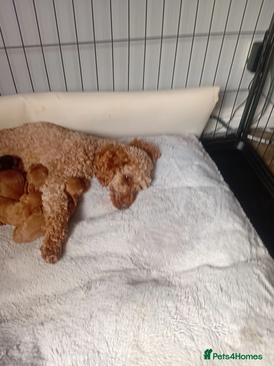 Cockapoo dogs for sale: F1 cockapoo - Advert 1