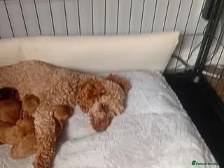 Cockapoo dogs F1 cockapoo - Advert 4