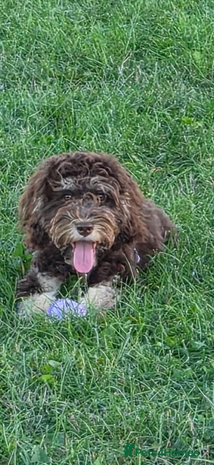 Cockapoo dogs for sale: Female Cockapoo 6 months old. - Advert 4