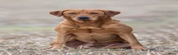 Labrador Retriever dogs for sale: KC registered Fox Red Labrador Puppies - Advert 2