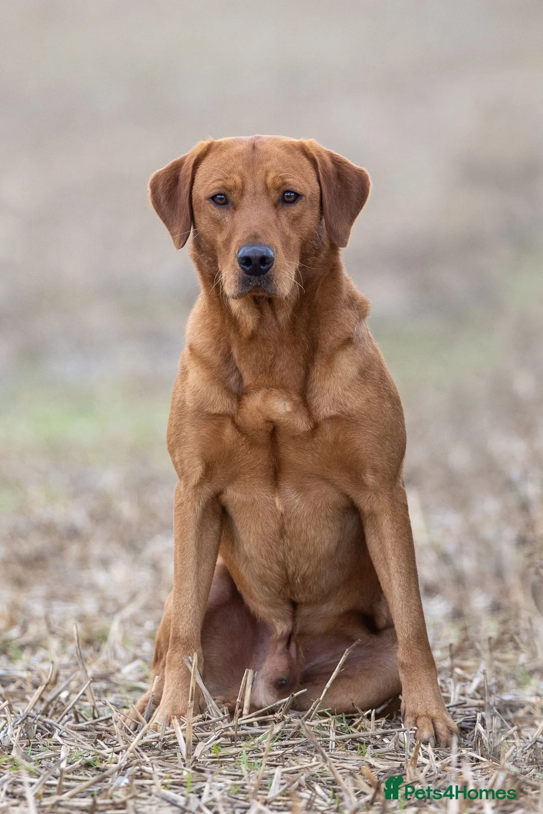 Labrador Retriever dogs for sale: KC registered Fox Red Labrador Puppies - Advert 2