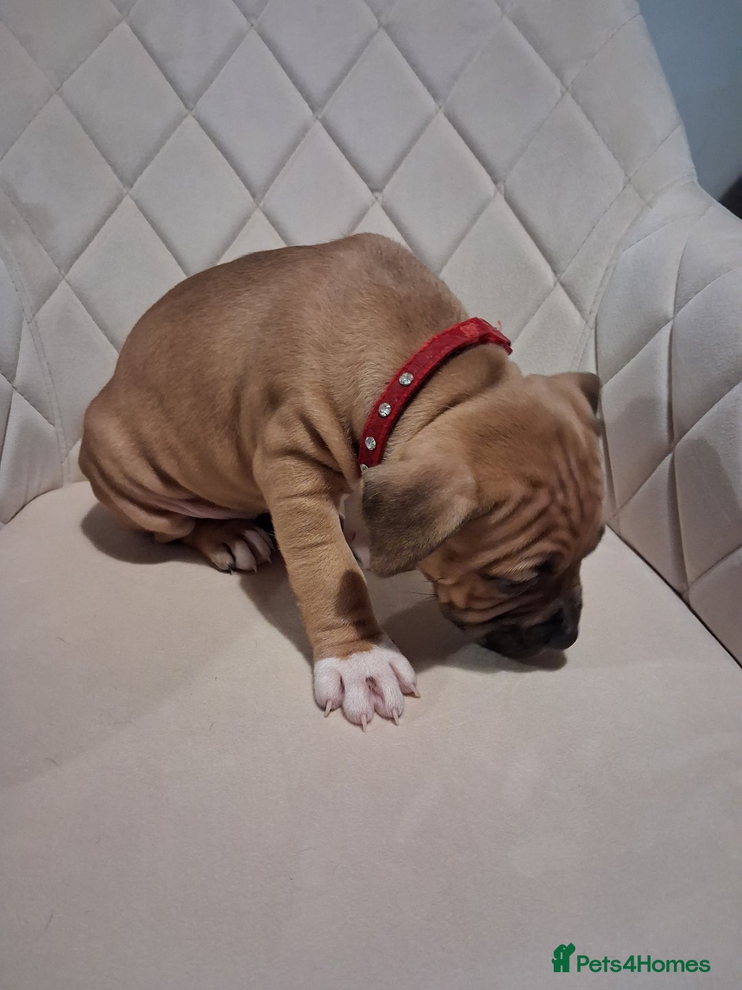 Mixed Breed dogs for sale: American bully Staffordshire bull terrier Puppies  - Advert 17