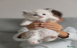 Ragdoll cats for sale: Best Ragdoll Bicolour and Lynx kittens in UK - Image 21