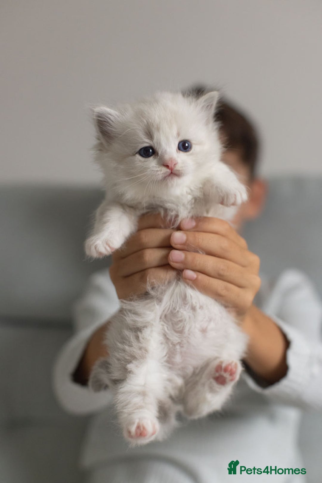 Ragdoll cats for sale: Best Ragdoll Bicolour and Lynx kittens in UK - Image 21