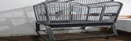 Ringnecks birds for sale: Beautiful male grayish ringneck talking parrot  - Advert 3