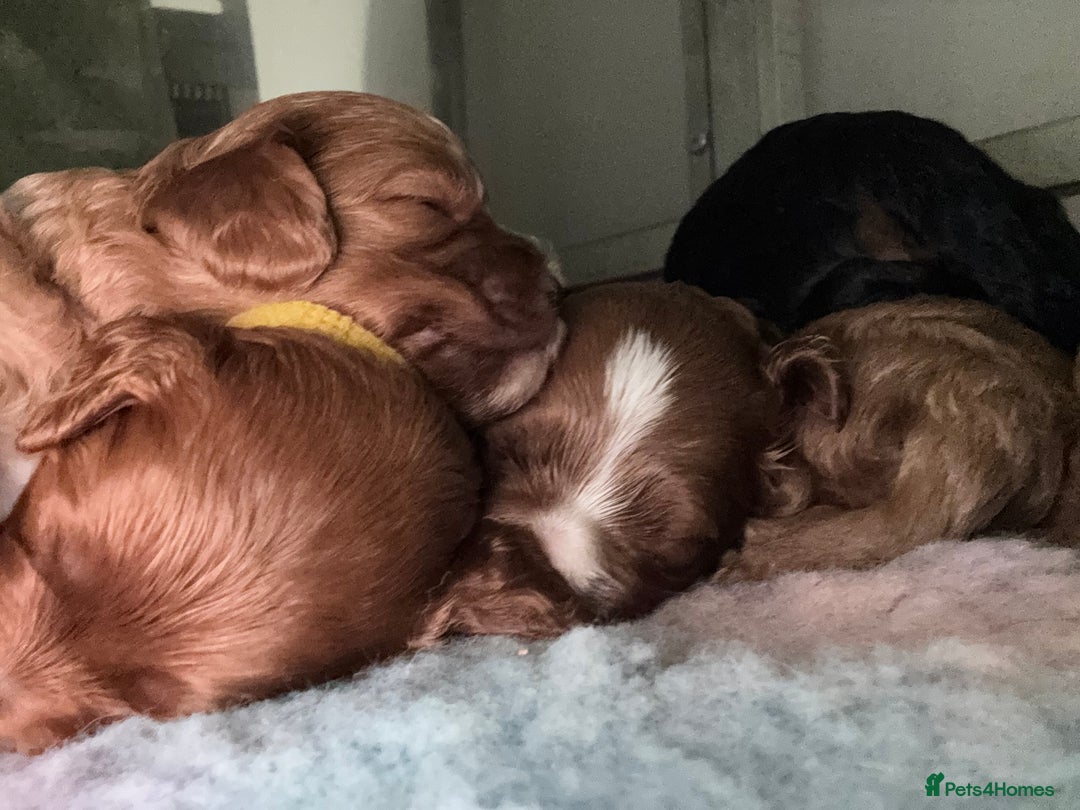 Cavapoo dogs for sale: Cavapoo puppies fully health tested parents - Image 16