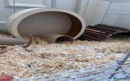 Hamster rodents for sale: Male Syrian Hamster (Black and White) - Image 8