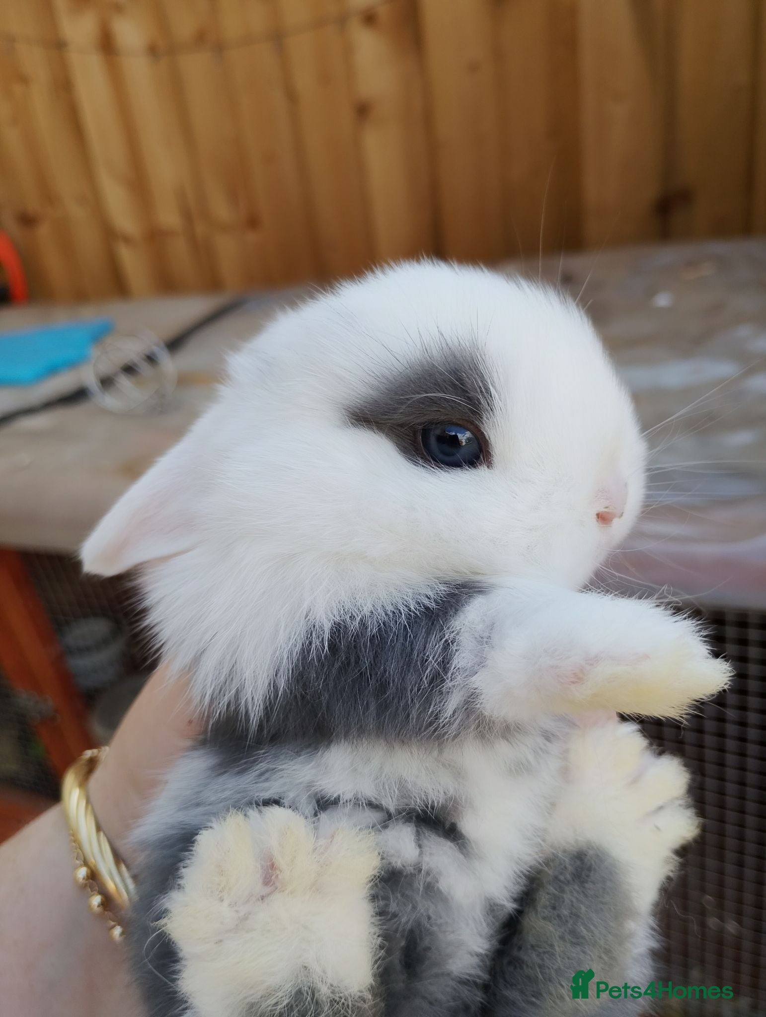 Chickens poultry Mini lop baby's  - Advert 2