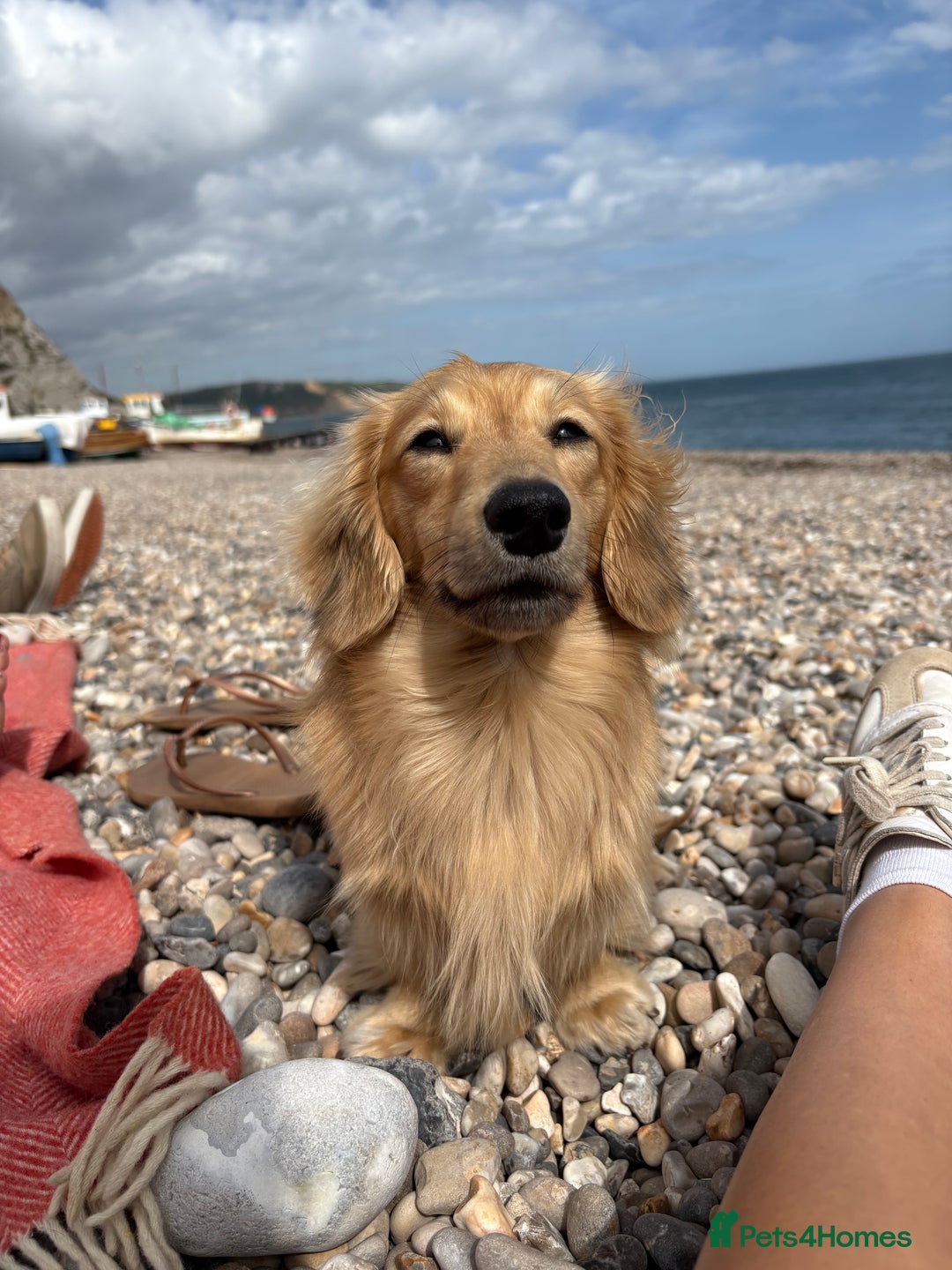 Miniature Dachshund dogs for stud: Cream Shaded LongHaired Miniature Dachshund KC Reg - Advert 3