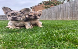 French Bulldog dogs for sale: 4 French bulldog puppies  - Image 17