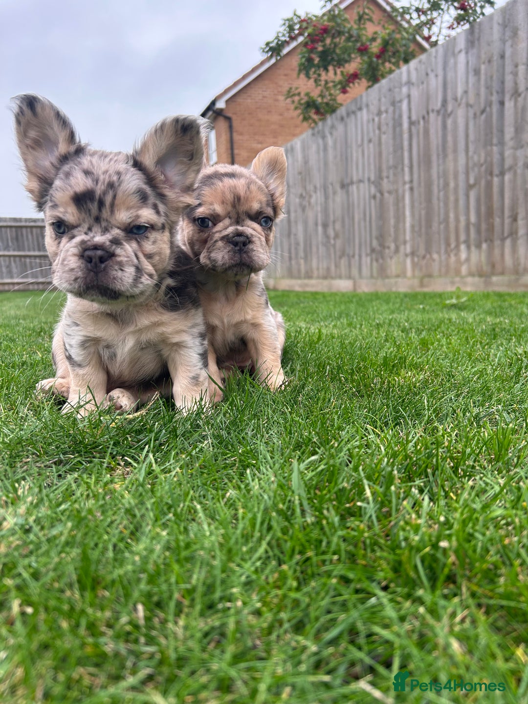 French Bulldog dogs for sale: 4 French bulldog puppies  - Image 17
