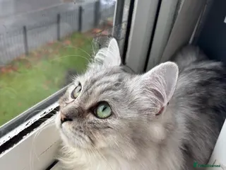 Ragdoll cats Ragdoll Boy Cat - Advert 9