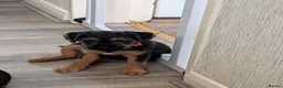 Mixed Breed dogs for sale: Border Lakeland terrier cross  - Advert 7