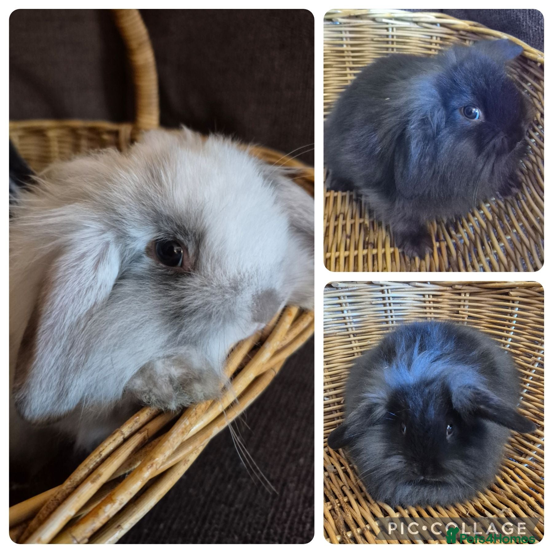 Mini Lop rabbits READY TO GO NOW! Baby Mini Lop Bunnies Boys Girls - Advert 1