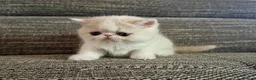 Exotic cats for sale: Outstanding Exotic Shorthair Kittens - Advert 3