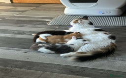 British Longhair cats for sale: Ragdoll x British long haired (calico) kittens - Image 1